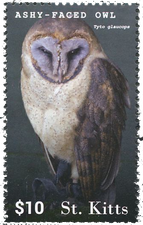 Tyto glaucops - Ashy Faced Owl