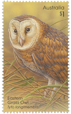 Tyto longimembris - Eastern Grass Owl Tyto longimembris - Eastern Grass Owl