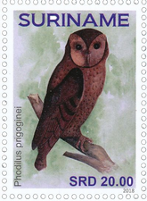 Tyto prigoginei - Itombwe Owl Tyto prigoginei - Itombwe Owl