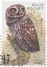 Athene noctua - Little Owl Athene noctua - Little Owl