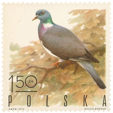 Columba palumbus - Common Wood Pigeon