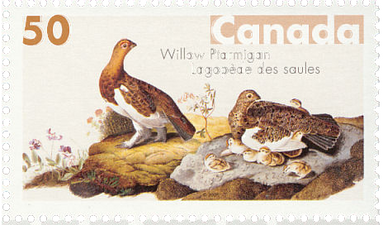 Lagopus lagopus - Willow Ptarmigan Lagopus lagopus - Willow Ptarmigan