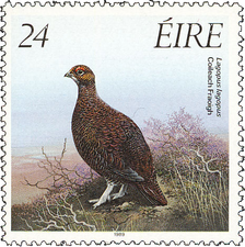 Lagopus Scotica - Red Grouse Lagopus Scotica - Red Grouse