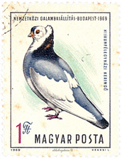 Columba Livia Domestica - Felegyhazer Tumbler (?)