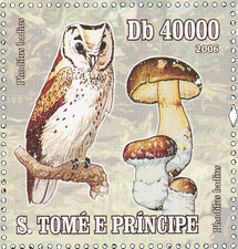 Phodilus badius - Oriental Bay Owl Phodilus badius - Oriental Bay Owl