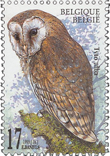 Tyto alba - Western Barn Owl
