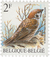 Passer montanus - Eurasian Tree Sparrow