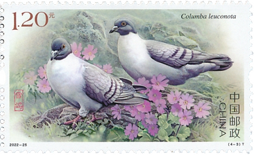 Columba leuconota - Snow Pigeon Columba leuconota - Snow Pigeon